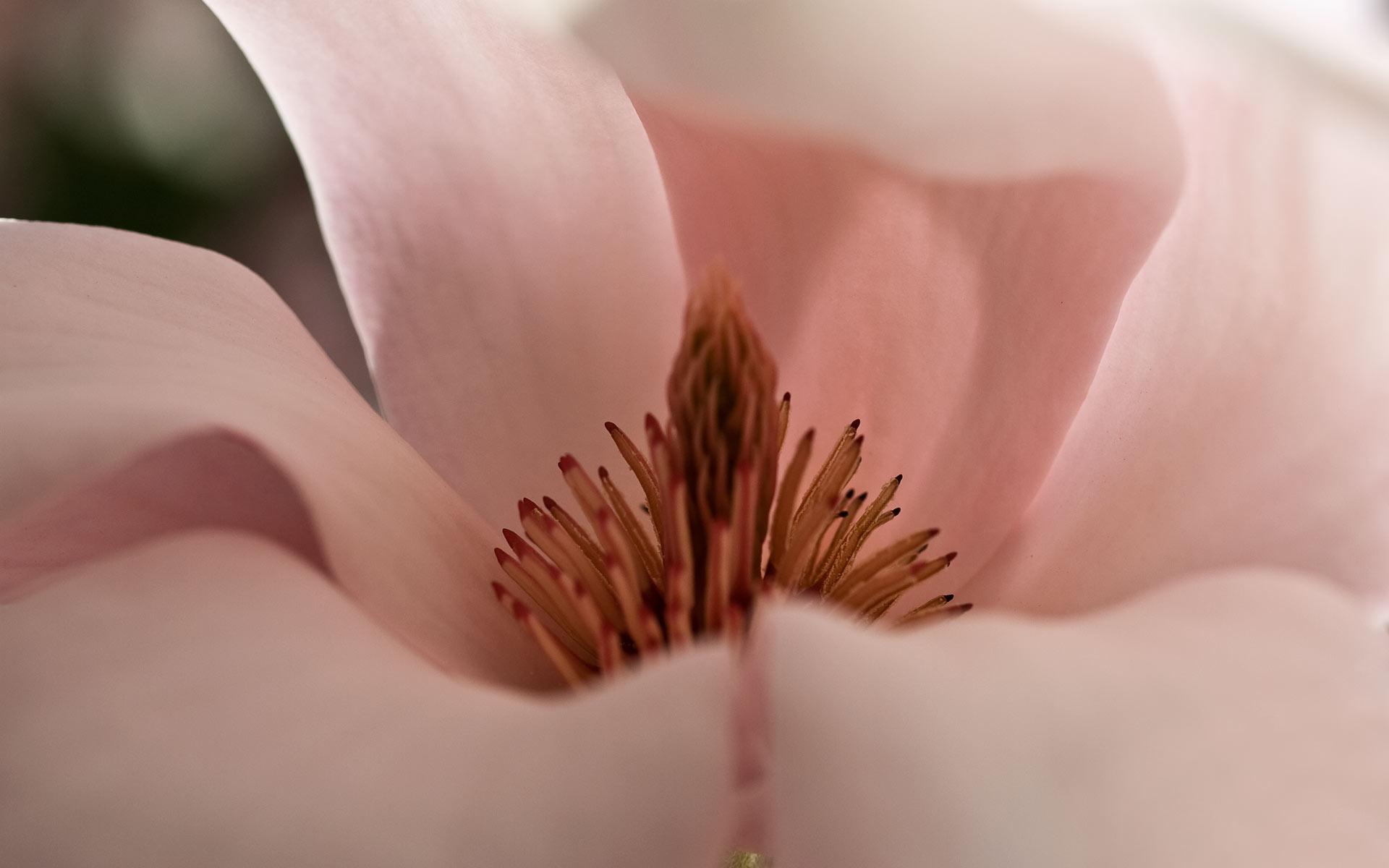 Magnolia