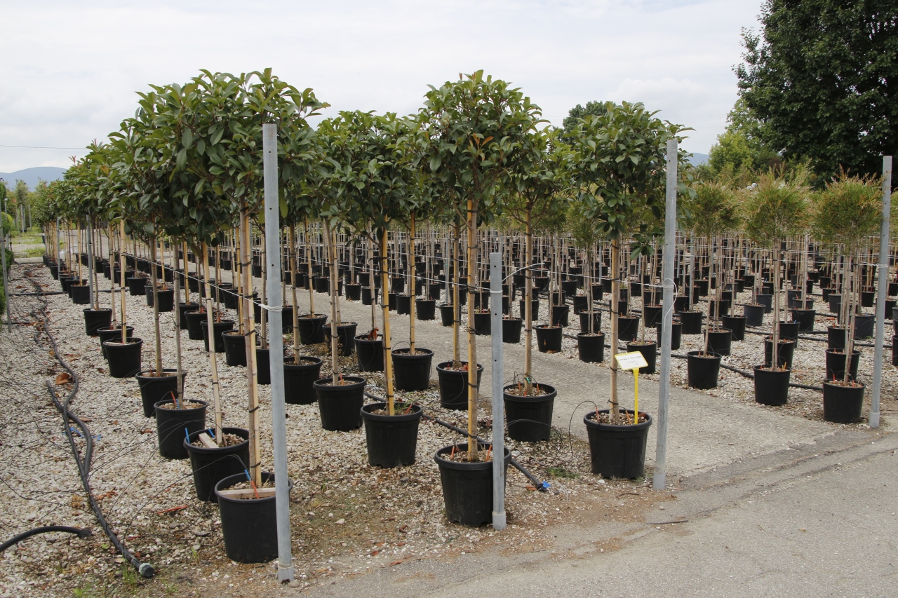 Photinia f. Red Robin