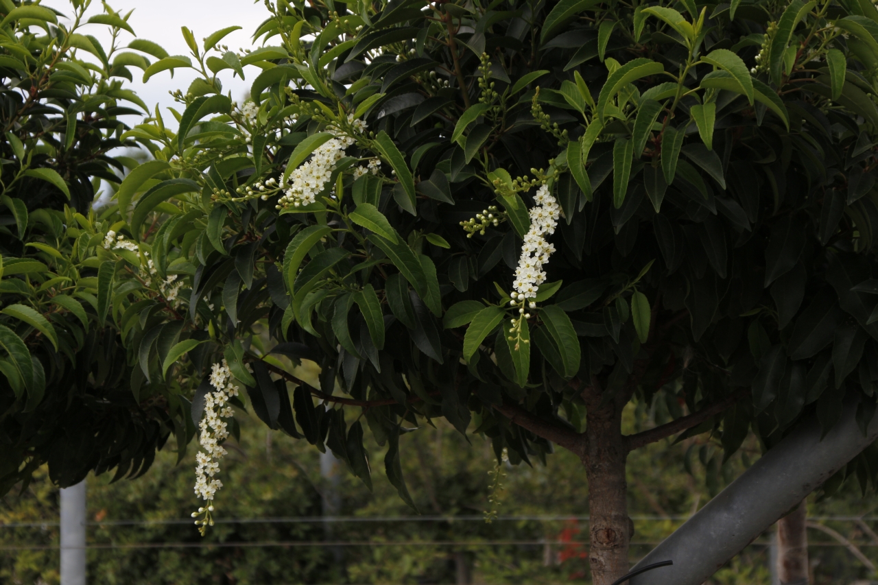 Prunus lusit.Angustifolia