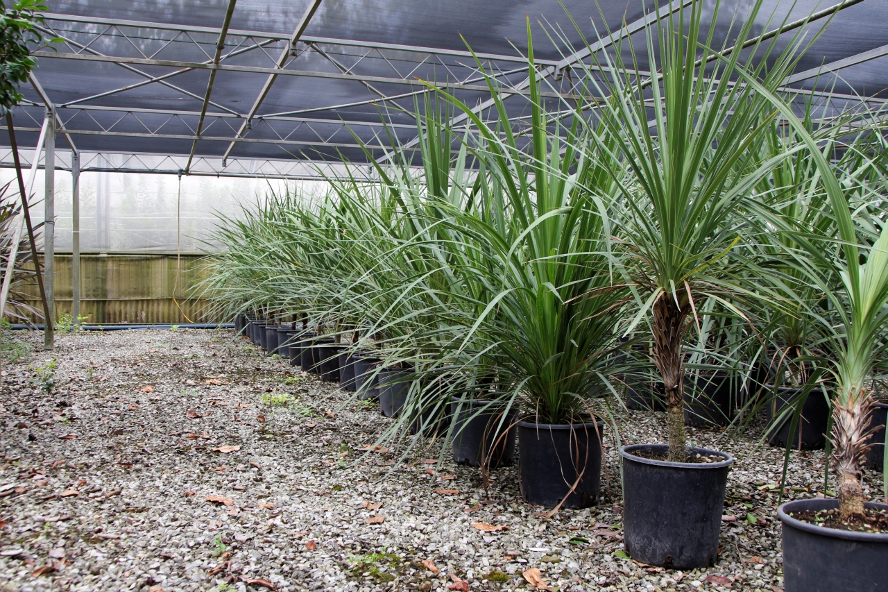 Cordilina indivisa/ Dracaena indivisa
